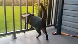 猫：我就吃了一个猫罐头，不能胖这样吧