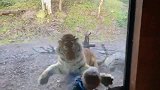 7岁男童背对拍照遭老虎偷袭猛扑 惊险瞬间被拍下