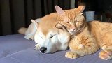 橘猫：小柴犬，我可以枕着你，但是你不行！