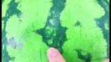 挑选西瓜的小技巧来了，看完视频的你学会了吗？快去试试吧