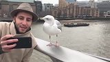 海鸥叼走男子的手机，飞了一圈又回到原位，手机记录罕见一幕画面