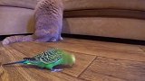 加菲猫为了教训鹦鹉，当面撕咬它心爱的毛绒玩具，鹦鹉当场崩溃了