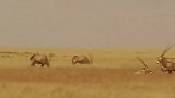 非洲大羚羊和猎豹展开生死较量，这尖角看着都怕！