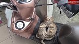 两只猫咪躺在电动车上，互相给对方舔毛，又被秀了一波啊！