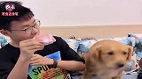 主人吃面条，金毛豆豆想给孩子吃点被拒，豆豆：是不是飘了，欠揍