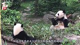 老外求合影,熊猫一脸嫌弃,来了一位美女,画风瞬间转变