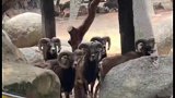 吃瓜不看物种，毕竟谁不爱看热闹呢