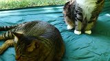 趴在草地上玩耍的猫咪们，还在上面铺了胆子，主人好宠啊！