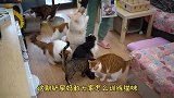 喵星也能训