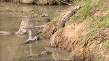 冬眠了近三个月，扬子鳄终于出洞啦