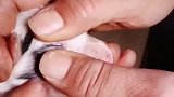 幼犬7天不睁眼，就要强行掰开？