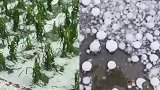 五常大米重要产地安家镇遭冰雹袭击 官方：4500余亩水稻受灾