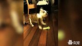 狗狗跟菜花的恩怨情仇，再也不要提猫怕黄瓜的事了