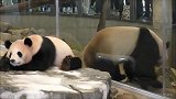大熊猫见多了,但是会跳舞的大熊猫还是第一次见