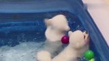 主人将狗狗放水里，狗狗蒙圈了