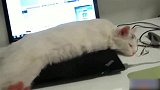 猫咪躲在这后面干嘛一点都不安分的呆着，真的是太调皮了！