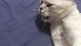 当喵星人遇到碰瓷的，猫：一脸蒙圈，我还没咬呢怎么回事