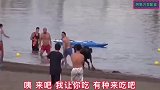 244_搞笑视频：老牛生气了，后果很严重！