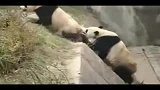 (搞笑)可爱大熊猫爆笑闹分手-2月12日