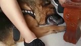 被领养的退役警犬，在院内听到训导员的呼唤，立刻飞奔出来！