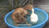 金毛的真实面目:二哈与金毛打架,二哈被活活咬死了(1)