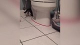 猫绕着马桶走，想咬到拴在自己身上的绳子，真是搞笑啊
