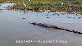它是南美洲最顶尖的掠食者，鳄鱼在它眼中也只是一条大点的鱼而已