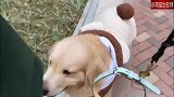 主人把牵引绳都给拽掉了，狗狗还不愿意走，狗：我头小吧！