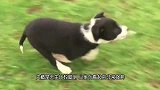 羊群数量太多，牧羊犬直接在羊背上跑酷，谁敢在我眼皮子底下溜走