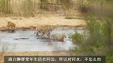曼城雄狮联盟：狮王刚离开，狮群就捕获了羚羊，没赶上大餐