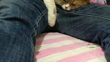 猫：就想在家里，不想去外面！