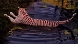老虎竟然还知道不好意思呢