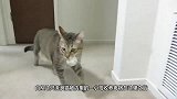 男子收养了一只流浪猫，结果每天门口都会出现一堆钱，哪来的