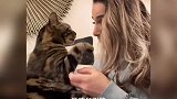 撒娇的猫咪最好命～