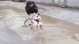 看完美女这个举动，我心里浮现了一个念头，女人是老虎！