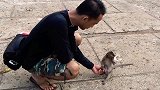 丑萌米洛跟游客玩耍，猴妈守在旁边，担心米洛被游客抢走！