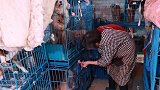 老太收养1300多只流浪猫狗：每月花8万，女儿卖房支持我！