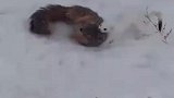 发现一只白鼬正在抓松鼠雪奇妙的动物
