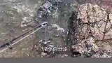 为您讲述鳗鱼作为食材到底好不好吃