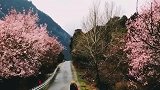 雪域林芝桃花波密桃花沟