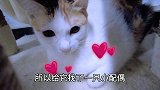 一夜之间家里多出五只猫，我快养不起了！