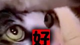 你小子的猫粮以后都给我吃