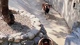两只羊打架，还知道后退加大冲刺距离