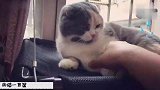 猫咪为了不让主人摸，和铲屎官大战三百回合，主人差点被打哭