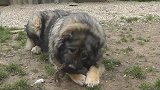 10个月大的高加索牧羊犬在后院嬉戏撒欢，与小伙伴切磋