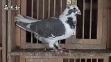 信鸽鉴赏：鸽舍里的精品赛鸽，都是好鸽子！