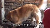 金毛得知自己最大的本能是游泳，努力练习狗刨，过程太搞笑