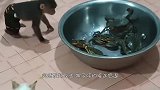 猴子玩火机把毛烧掉了，气的转身对游客就骂，镜头记录全过程！