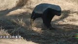 蜜獾被豹子捕获，不甘心被吃，坚决与豹子殊死搏斗战斗到最后一刻