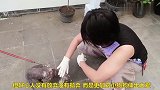 被医生都放弃了的小狗狗，好心人用爱心营救，结果成这样